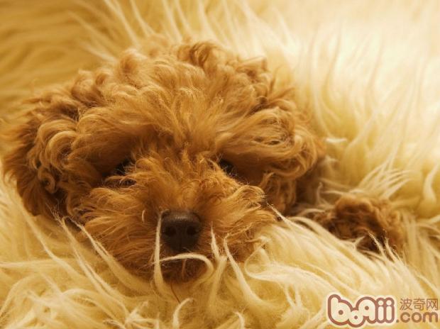 貴賓犬