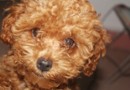 教你有效治療家中狗狗犬窩咳