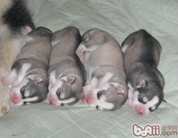 哈士奇幼犬