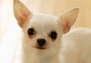 關於犬瘟熱的早期症狀有哪些