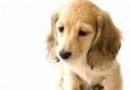 如何治療犬細小病毒