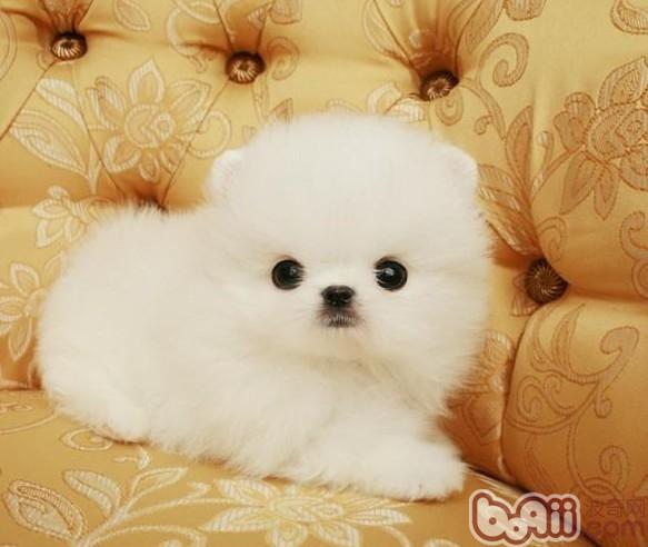 幼犬