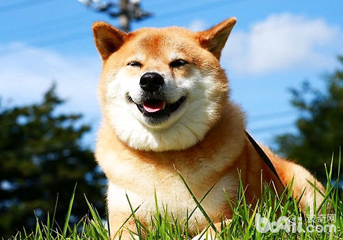 柴犬