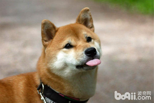 柴犬