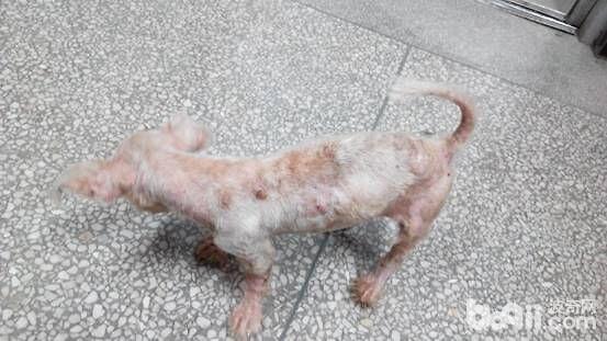  患病犬多比，有流浪史，全身性脫毛、結痂，極度瘙癢。