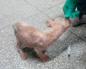 耳緣檢查，當用手指揉搓患犬的耳緣，患犬同側後肢會不停撓地。即為耳足反應。患犬耳足反應劇烈