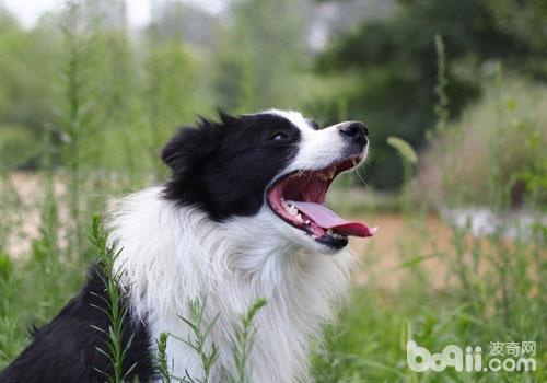 邊境牧羊犬