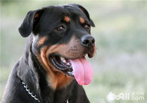 羅威納犬