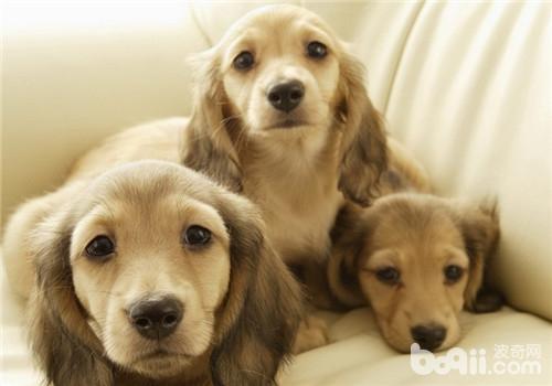 臘腸犬