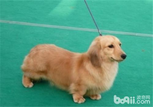 臘腸犬