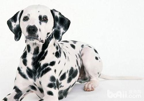 大麥町犬