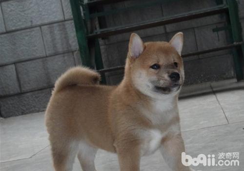 柴犬