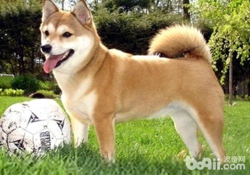 柴犬