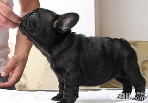 法國斗牛犬