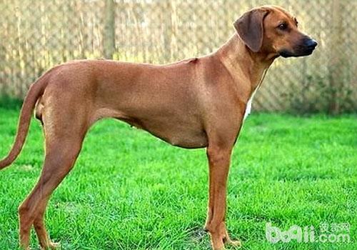 羅得西亞脊背犬