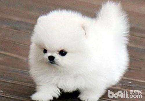 博美犬