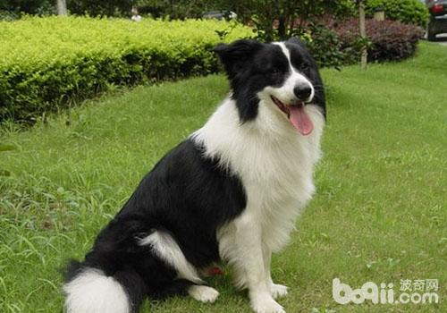 邊境牧羊犬