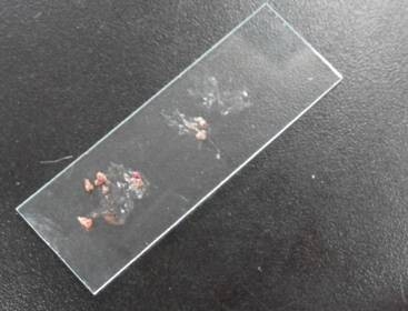  玻片上刮取物，用碘甘油透化後，可觀察寄生蟲如蠕形螨、疥螨等。同時還需要進行染色，一般使用染液diff-quick。可對真菌和細菌染色。分辨真菌如馬拉色菌，大小孢子菌等，還有一些細菌性膿皮症。