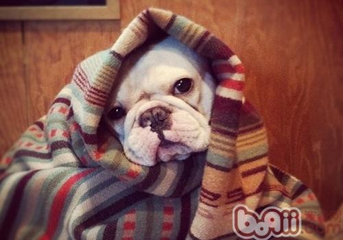 法國斗牛犬