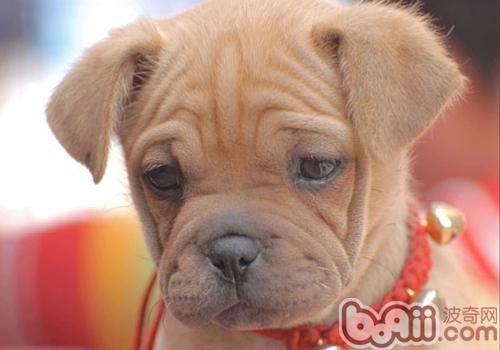 沙皮犬