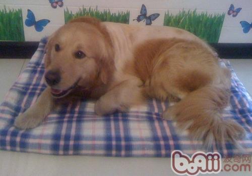 金毛犬