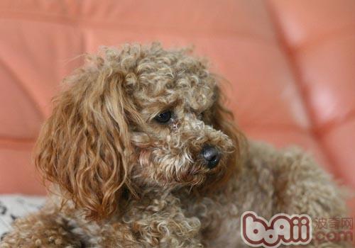 貴賓犬