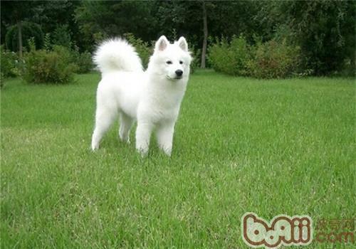 薩摩耶犬
