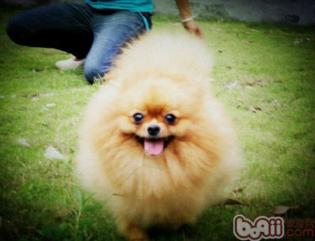 博美犬