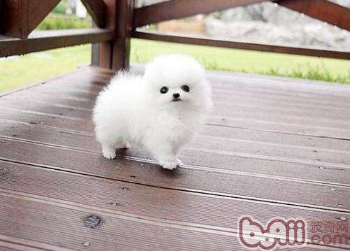 博美犬