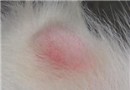犬真菌性皮膚病的診療要點