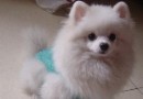 博美犬皮膚病的預防方法