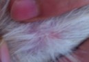 犬的常見皮膚病（一）過敏性皮炎