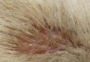 夏季讓你的狗狗遠離皮膚病