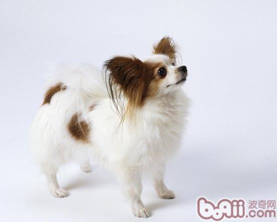  蝴蝶犬