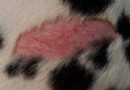 夏季狗狗皮膚病的診治