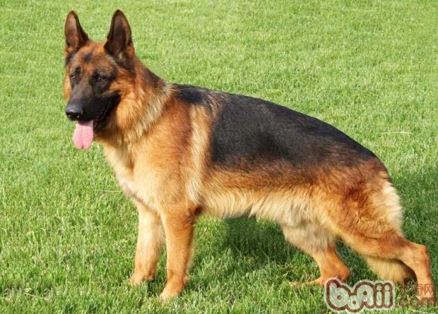 德國牧羊犬