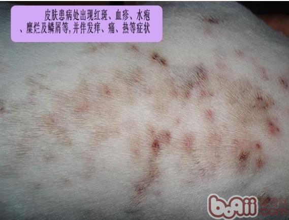 皮膚病