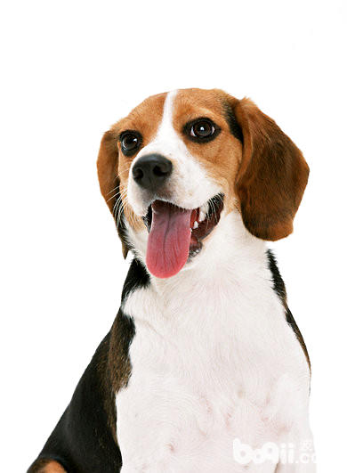 比格犬