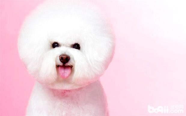 比熊犬