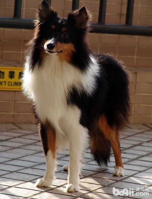 狗狗