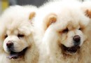 怎麼挑選一只好訓練的松獅幼犬