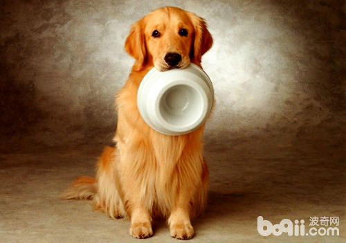 金毛犬