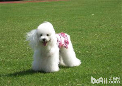 貴賓犬