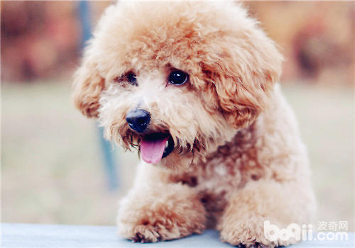 泰迪犬