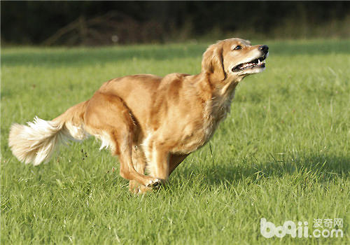 金毛犬