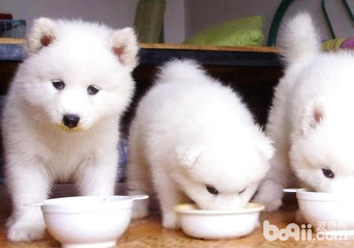 讓狗狗聽到口令後再進食
