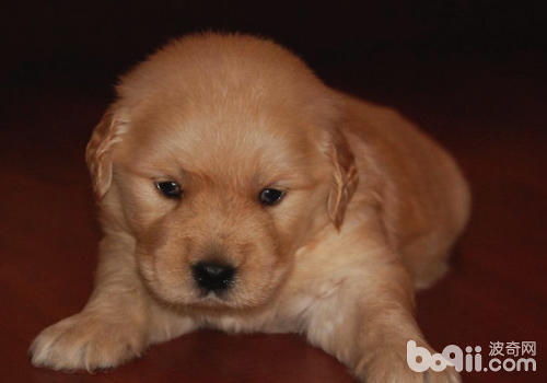 金毛犬