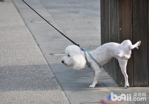 狗狗都有尿尿標記的習慣