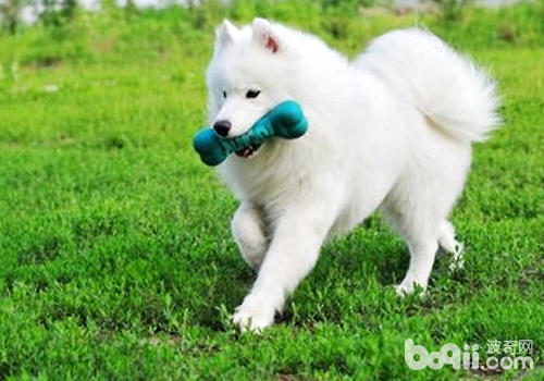 薩摩耶犬