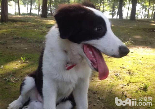 邊境牧羊犬